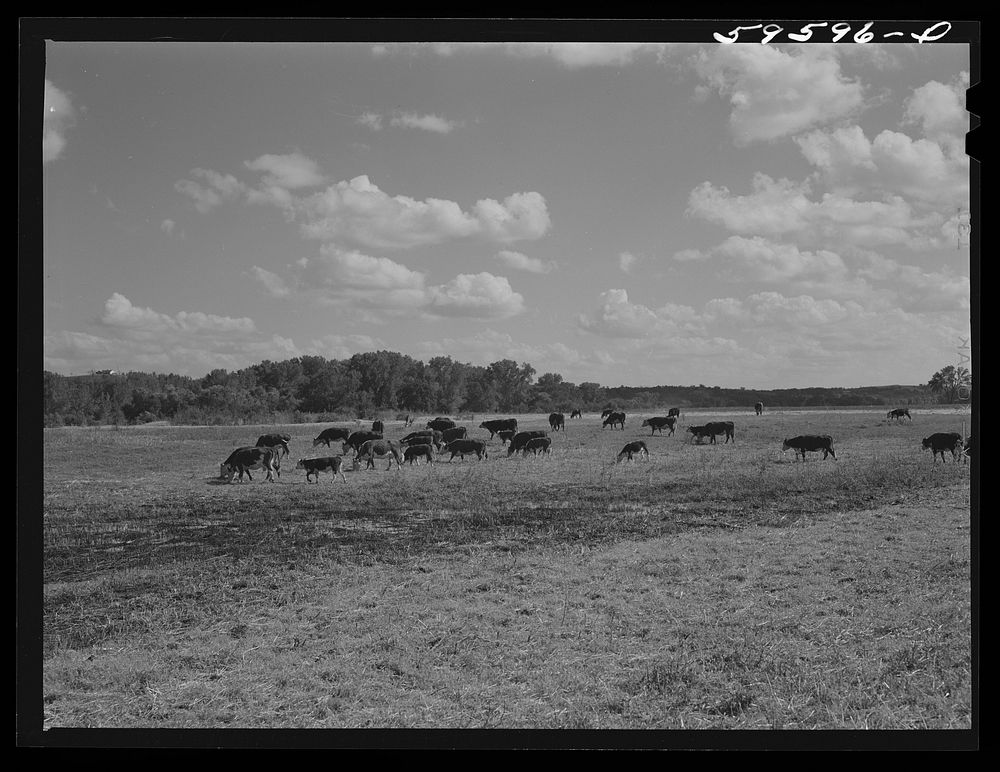 [Untitled photo, possibly related to: Herd of stock cattle consisting of forty-six head of Hereford cows and spring calves…