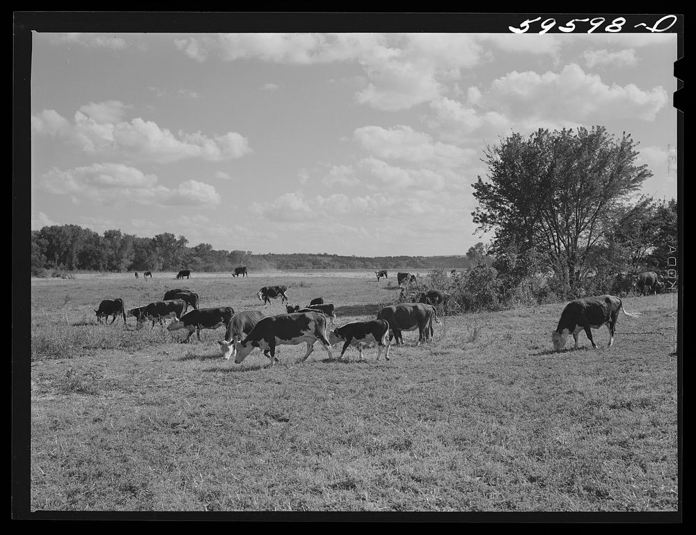 Herd of stock cattle consisting of forty-six head of Hereford cows and spring calves at the FSA (Farm Security…