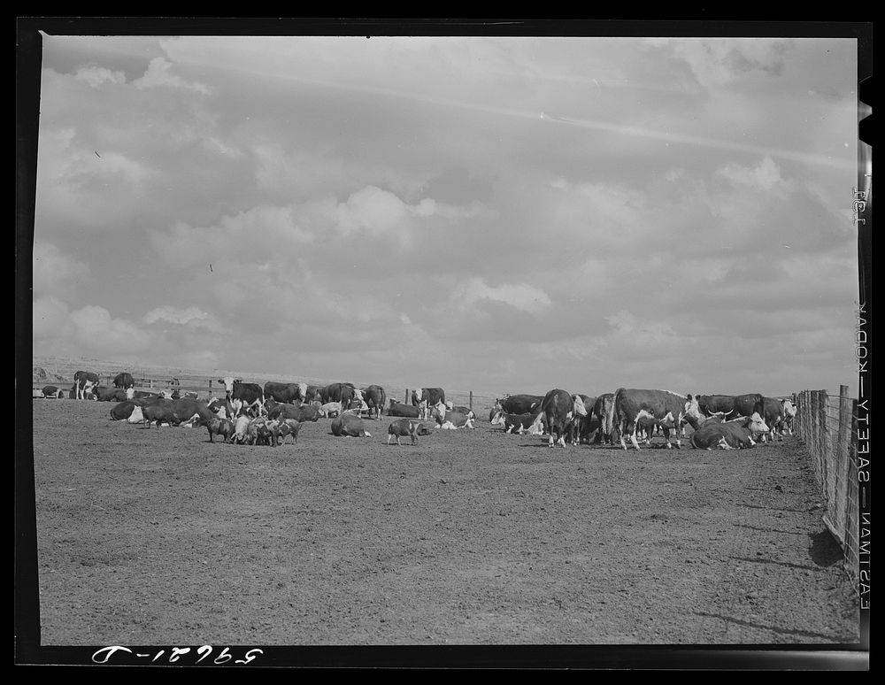 [Untitled photo, possibly related to: Hereford steers in feedlot on Tom Reed farm. They are fattened and ready for market.…