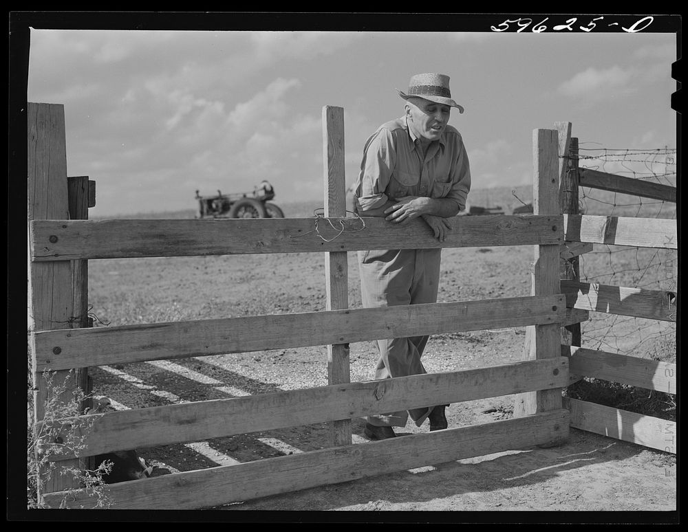[Untitled photo, possibly related to: Tom Reed, hog and cattle farmer, whose father came from Iowa fifty years ago to this…