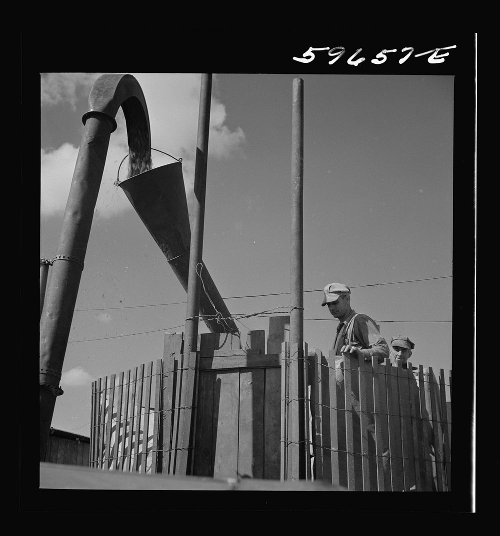 [Untitled photo, possibly related to: Co-op members filling a home-made silo with corn. Two Rivers Non-Stock Cooperative…