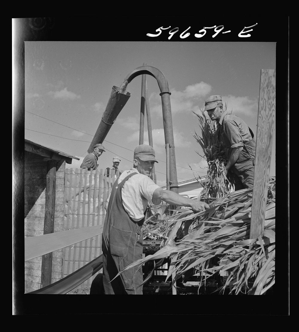 Co-op members filling a home-made silo with corn. Two Rivers Non-Stock Cooperative Company. Waterloo, Nebraska. Sourced from…