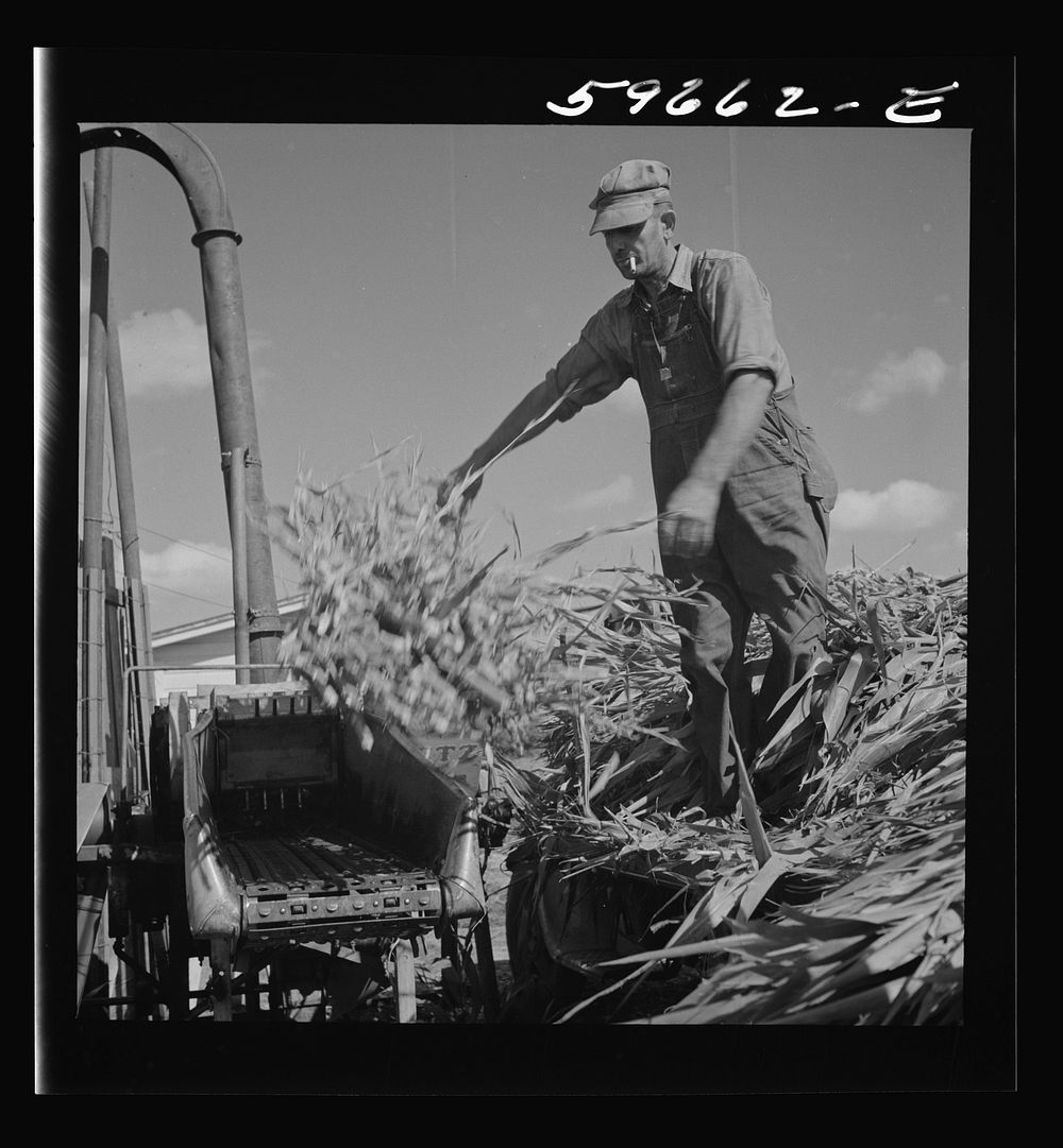 [Untitled photo, possibly related to: Co-op members filling a home-made silo with corn. Two Rivers Non-Stock Cooperative…