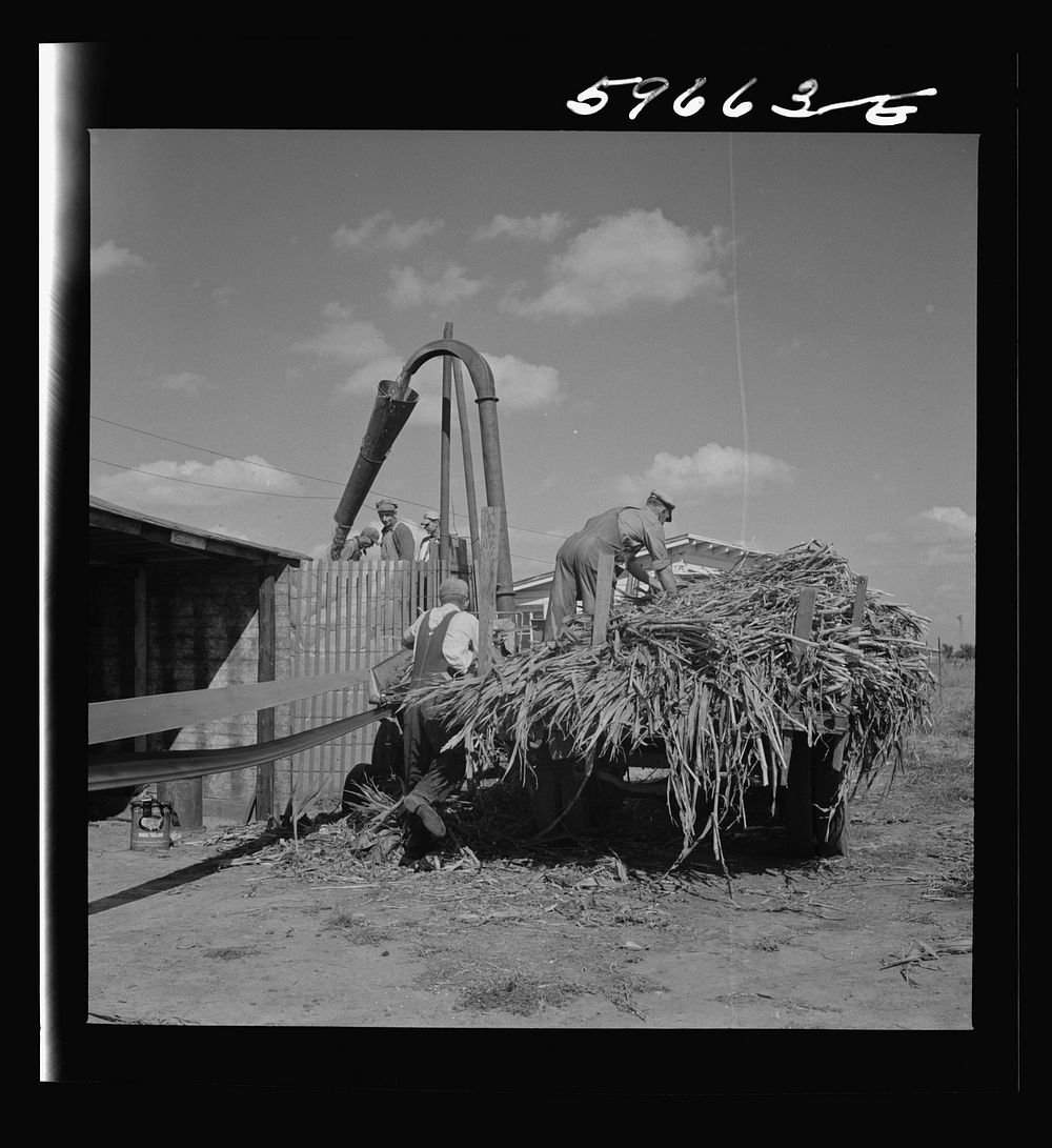 Co-op members filling a home-made silo with corn. Two Rivers Non-Stock Cooperative Company. Waterloo, Nebraska. Sourced from…