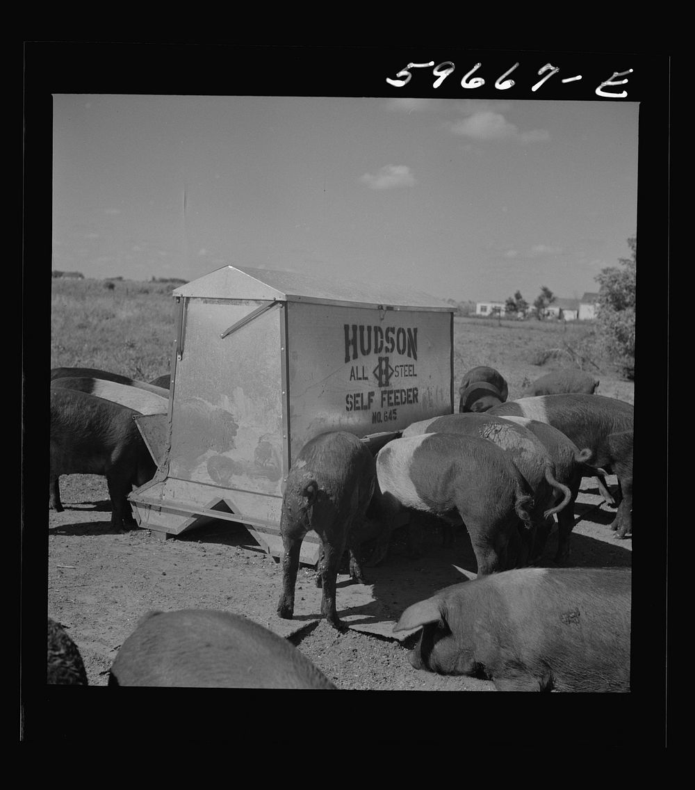 [Untitled photo, possibly related to: Purebred Hampshires feeding at the FSA (Farm Security Administration) Two Rivers Non…