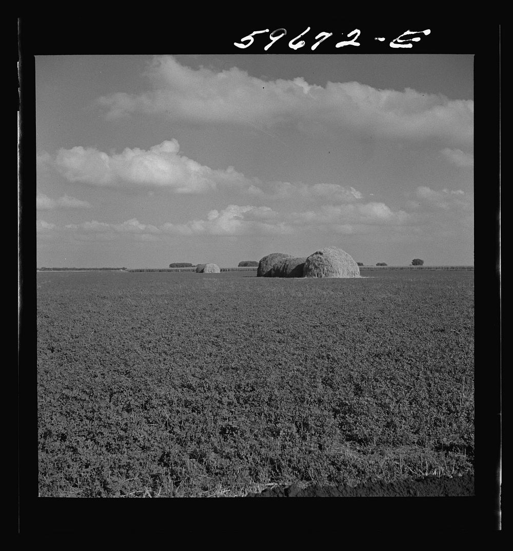 Field of alfalfa for hay. Two Rivers Non-Stock Cooperative Company, Waterloo, Nebraska. FSA (Farm Security Administration).…