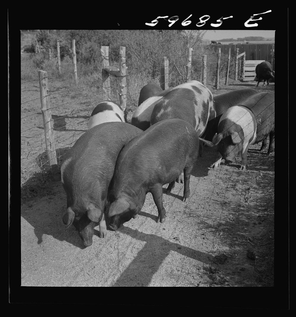 [Untitled photo,  possibly related to: Hogs raised on Reed farm. Lexington, Nebraska]. Sourced from the Library of Congress.