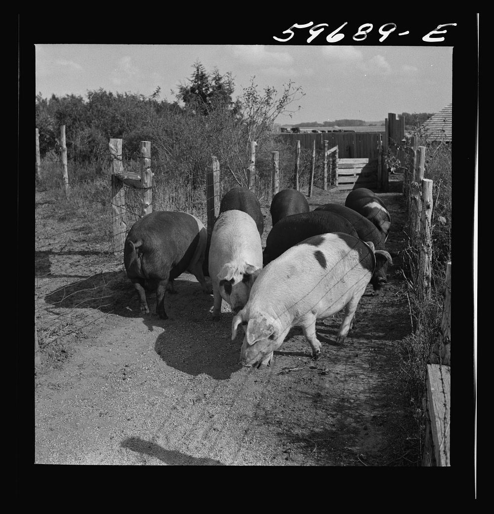 Hogs raised on Reed farm. Lexington, Nebraska. Sourced from the Library of Congress.
