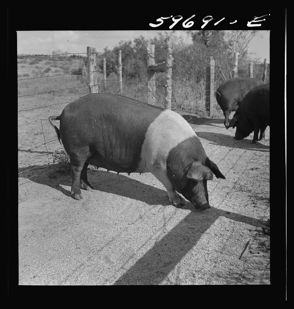 Hogs raised on Reed farm. Lexington, Nebraska. Sourced from the Library of Congress.