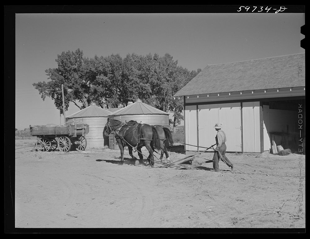 Team of work horses. Scottsbluff Farmsteads, FSA (Farm Security Administration) project. Nebraska. Sourced from the Library…