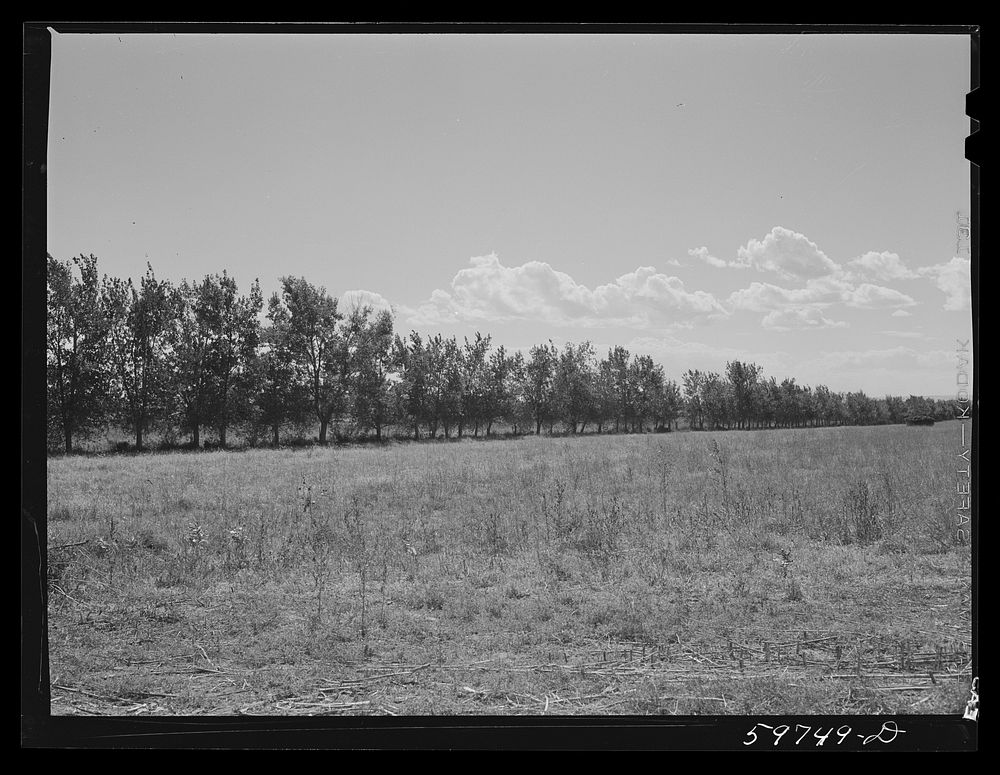 Trees planted for windbreak around field of alfalfa on A. E. Scott's farm northeast of Scottsbluff, Nebraska. See general…