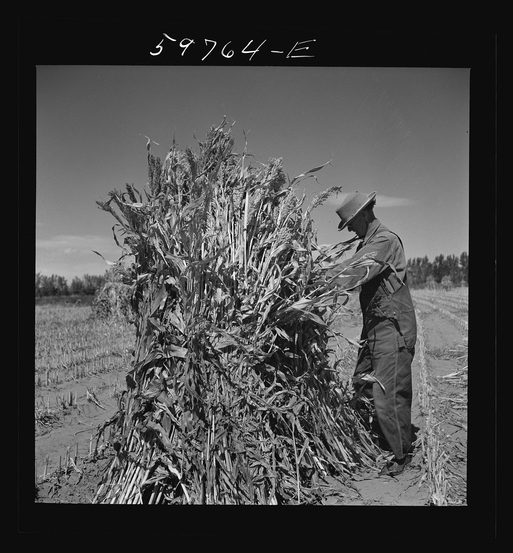 [Untitled photo, possibly related to: A.E. Scott and his son Charles tying up shocks of sorghum cane for livestock fodder on…