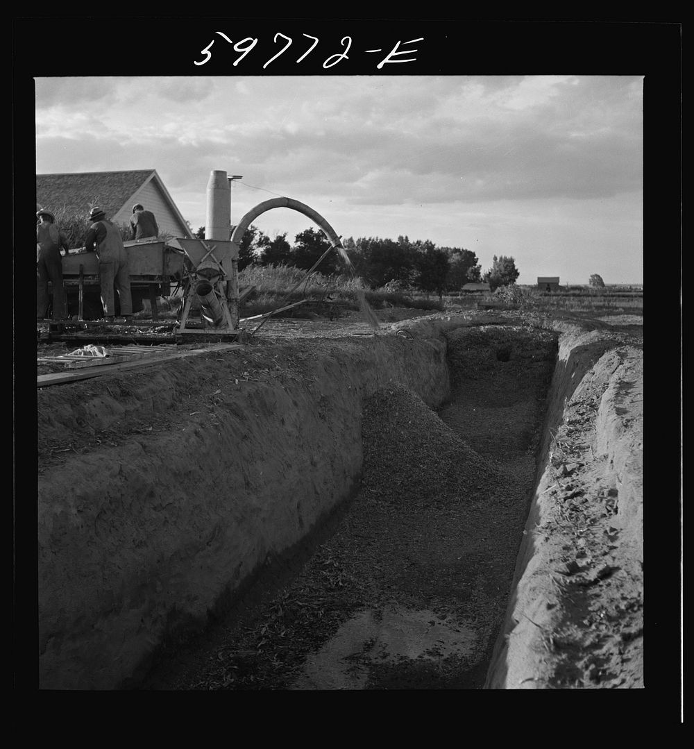 [Untitled photo, possibly related to: Filling the trench silo on Scottsbluff Farmsteads FSA (Farm Security Administration)…