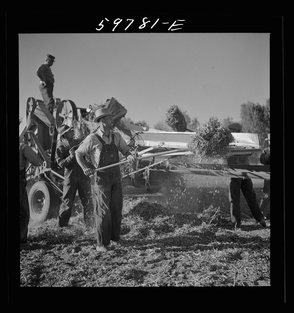 [Untitled photo, possibly related to: Threshing beans in North Platte River Valley, Nebraska]. Sourced from the Library of…