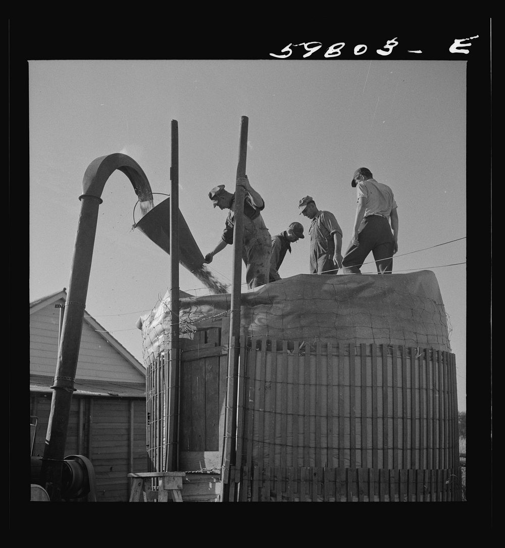 Members of the Two Rivers Cooperative Association filling one of their silos with corn. FSA (Farm Security Administration)…