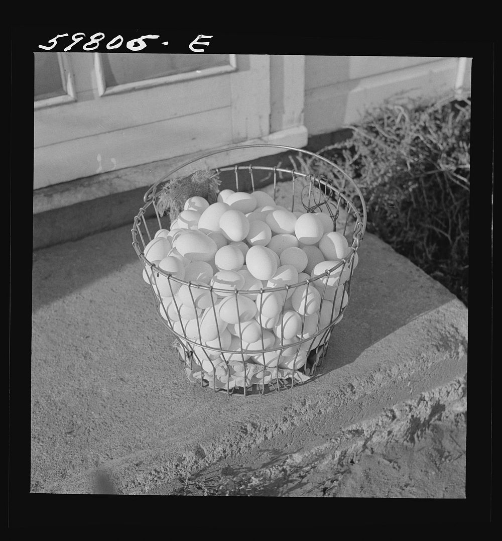 Eggs produced by poultry enterprise of Two Rivers Non-Stock Cooperative Association, a FSA (Farm Security Administration)…