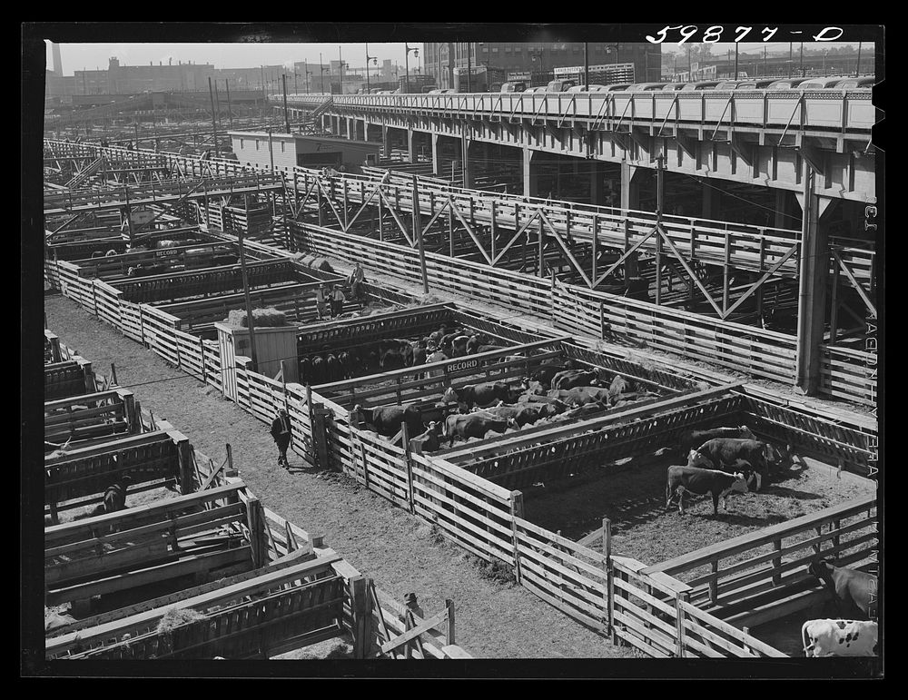 Cattle in pens at Union Stockyards before auction sale. Omaha, Nebraska. Sourced from the Library of Congress.
