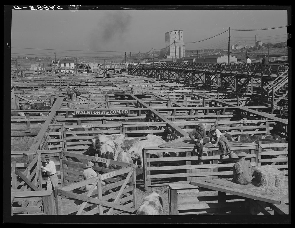 Cattle in pens at Union Stockyards before auction sale. Omaha, Nebraska. Sourced from the Library of Congress.