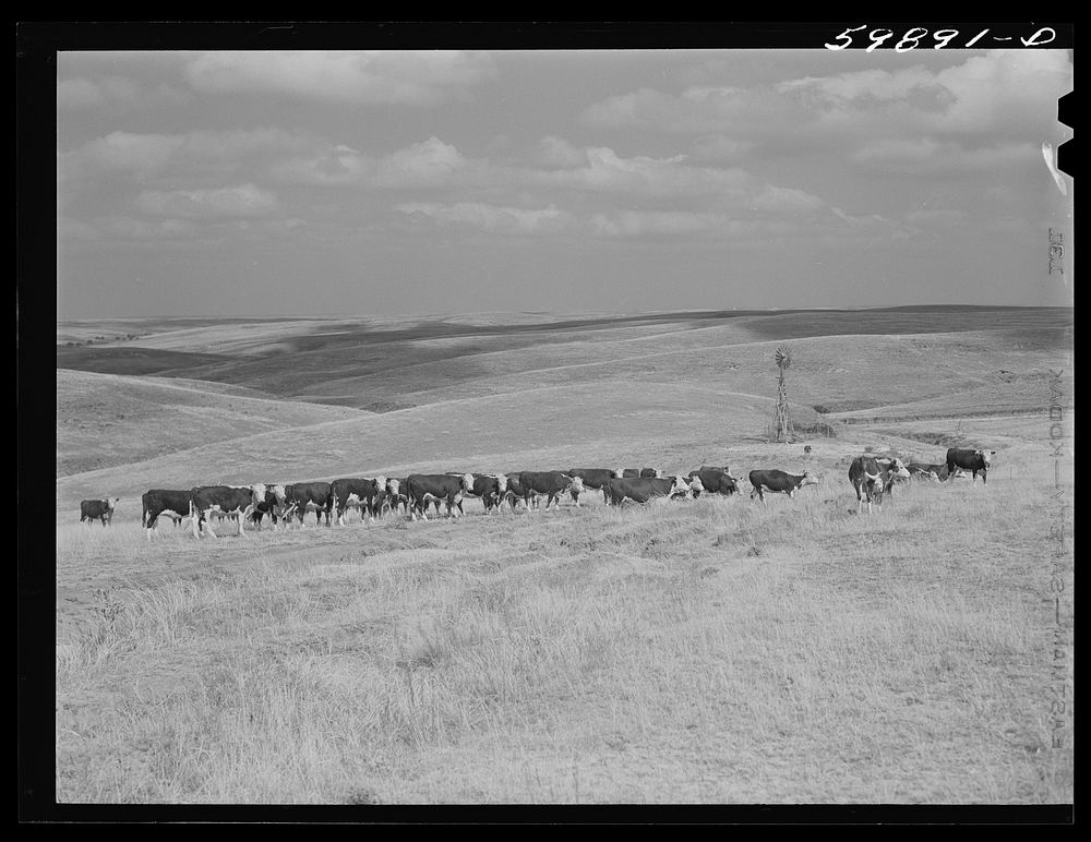 Hereford cattle on grazing land, near windmill and water hole, belonging to Mr. Hofferber, who has about 125 head of cattle…