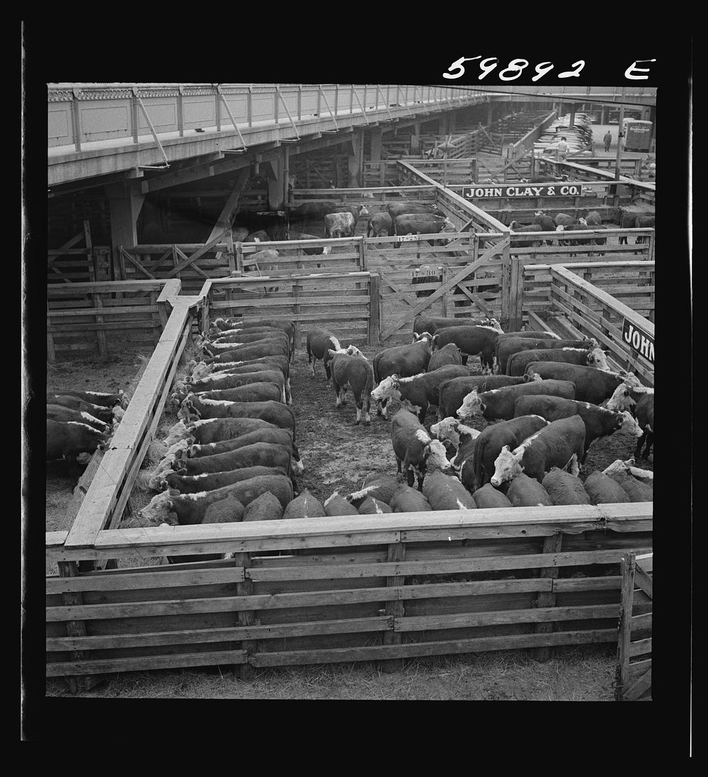 Cattle in pens at Union Stockyards before auction sale. Omaha, Nebraska. Sourced from the Library of Congress.
