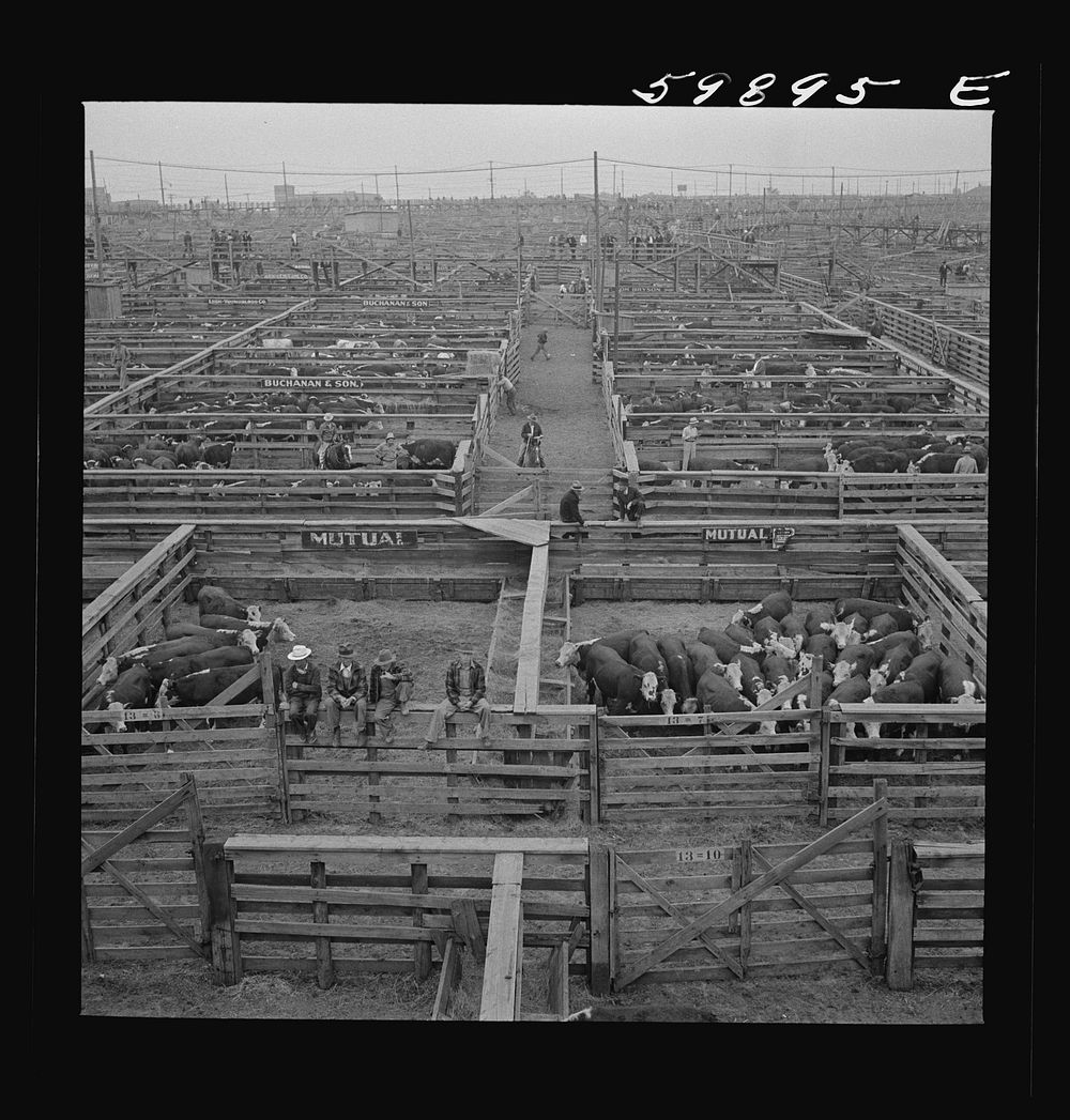 Cattle pens Union Stockyards auction Free Photo rawpixel