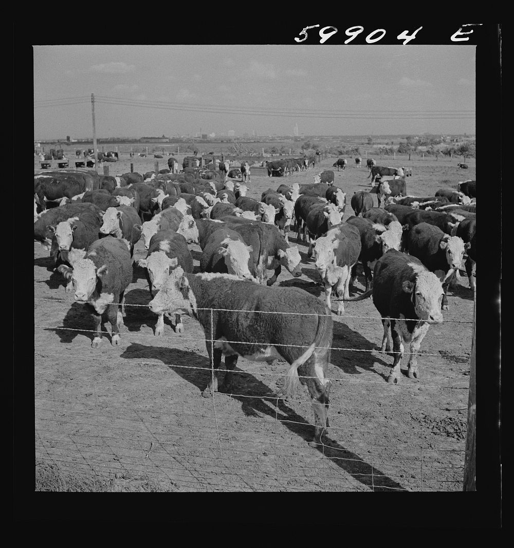 Fattening Herefords in a feedlot. Lincoln, Nebraska. Sourced from the Library of Congress.