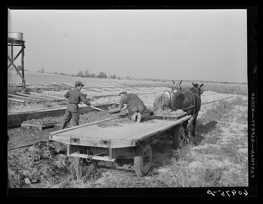 Planting cantaloupes. Deshee Unit, Wabash Farms, Indiana. Plants are removed from nursery beds and hauled by wagon to a…
