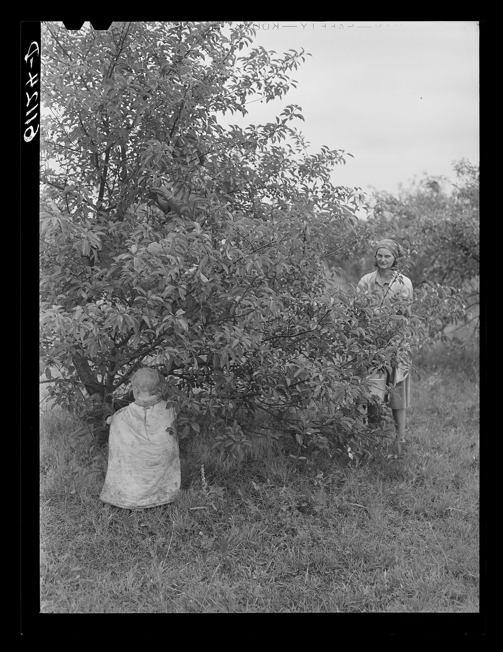 [Untitled photo, possibly related to: Children accompany parents to the field during cherry picking season as there is no…