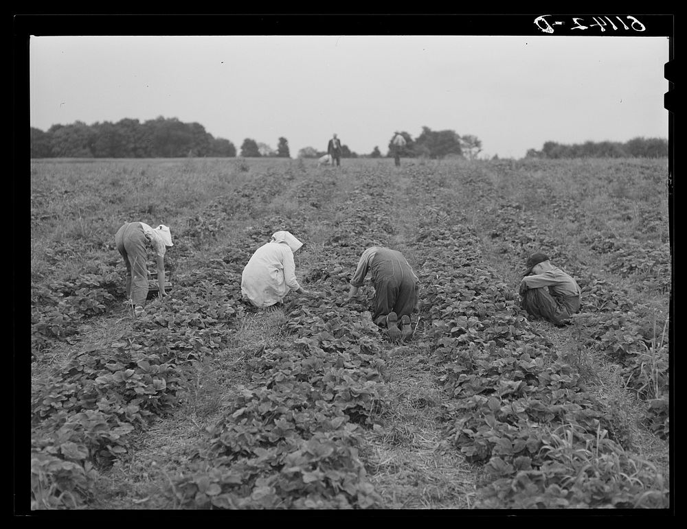 [Untitled photo, possibly related to: Picking strawberries. Berrien County, Michigan]. Sourced from the Library of Congress.