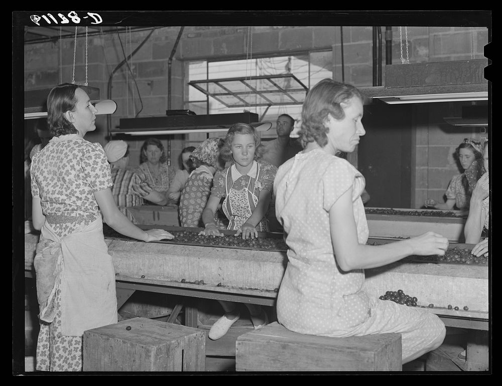 [Untitled photo, possibly related to: Migrant women at work in cherry packing plant. Berrien County, Michigan]. Sourced from…