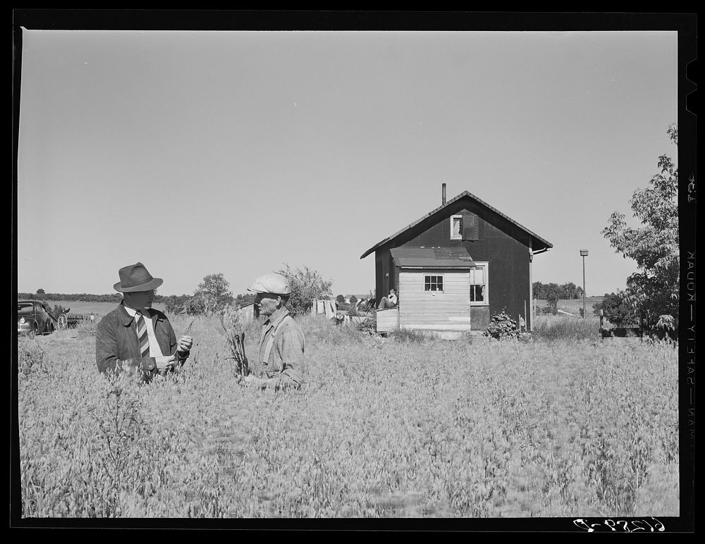 FSA (Farm Security Administration) rehabilitation borrower in field of oats with county supervisor. Door County, Wisconsin.…