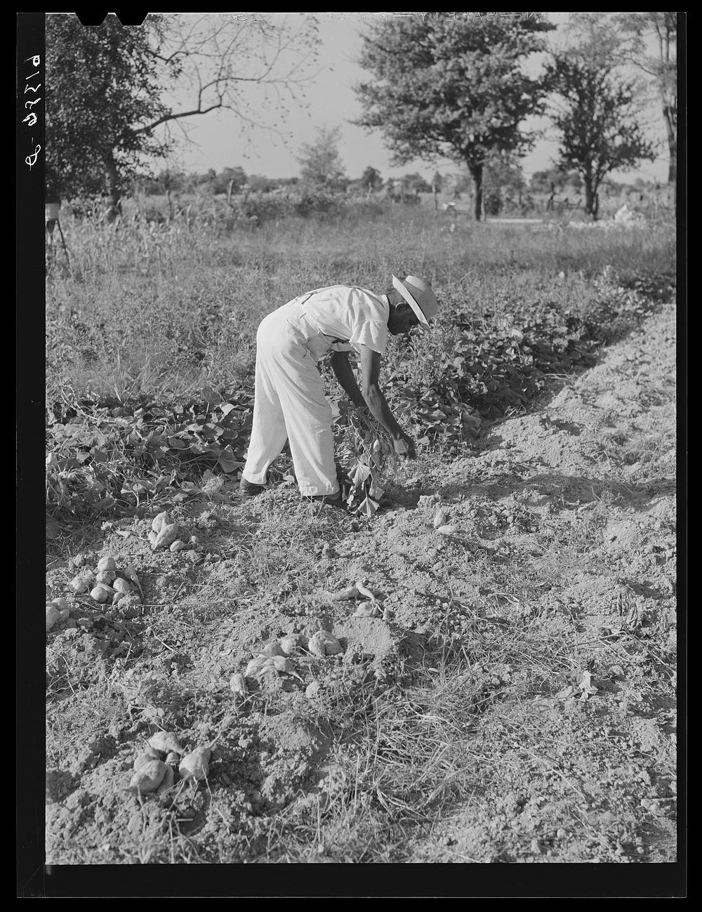 [Untitled photo, possibly related to: Eugene Smith, FSA (Farm Security Administration) borrower, picking beans in the…