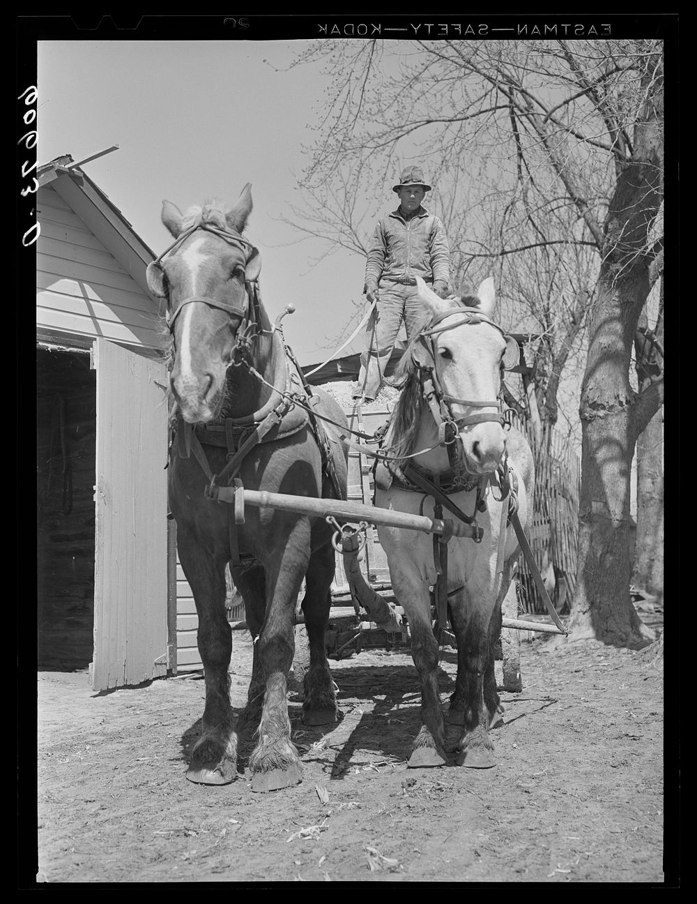 Farm boy with load of corn ground for feed. Grundy County, Iowa. Sourced from the Library of Congress.