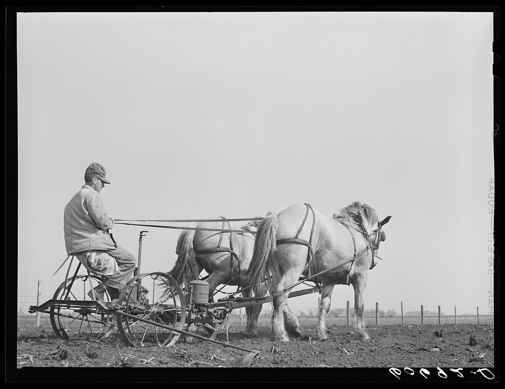 Using two-row horse-drawn corn planter. Grundy County, Iowa. Sourced from the Library of Congress.
