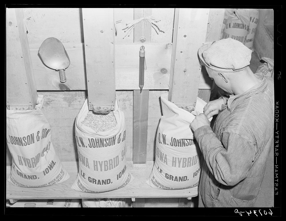 Filling bags with hybrid "942" at small hybrid seed plant. Marshall County, Iowa. Sourced from the Library of Congress.