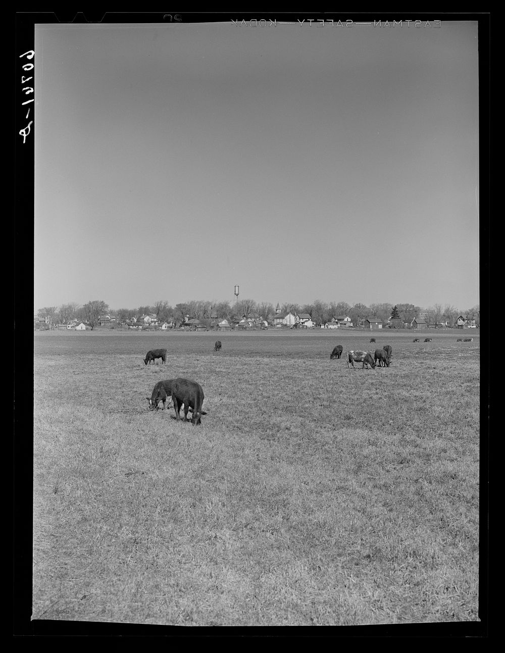 Cattle grazing in field on outskirts of town. Greene County, Iowa. Sourced from the Library of Congress.