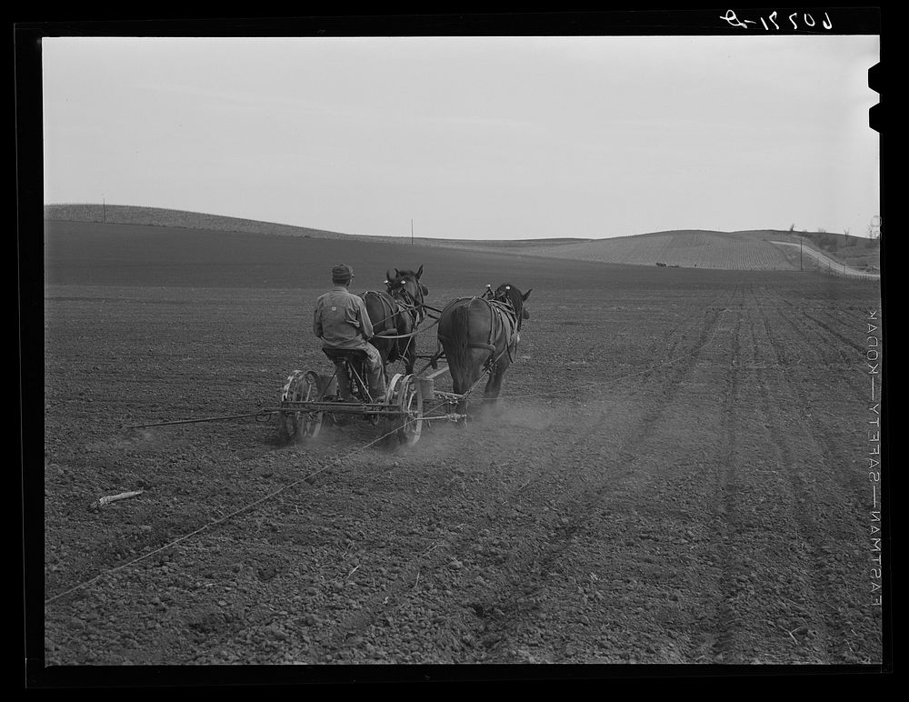 Planting corn. Monona County, Iowa. Sourced from the Library of Congress.