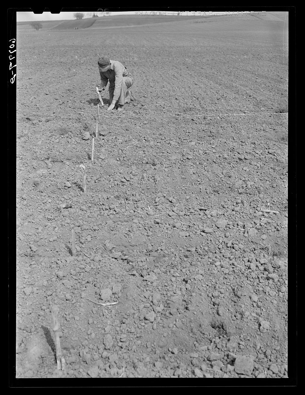 Checking the corn in hills. A cornstalk is placed at every spot where the planter dropped corn to determine whether check…