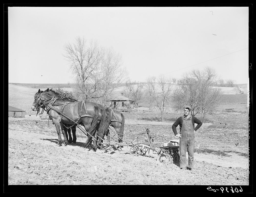 [Untitled photo, possibly related to: Planting the stake which holds the wire in check. Row planting of corn. Monona County…
