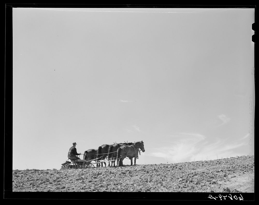 [Untitled photo, possibly related to: Discing with horses. listing with tractor. Western Iowa corn county. Monona County…