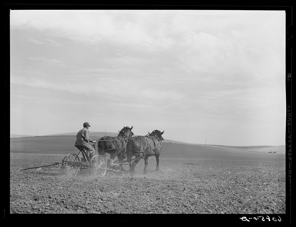 Planting corn. Monona County, Iowa. Sourced from the Library of Congress.
