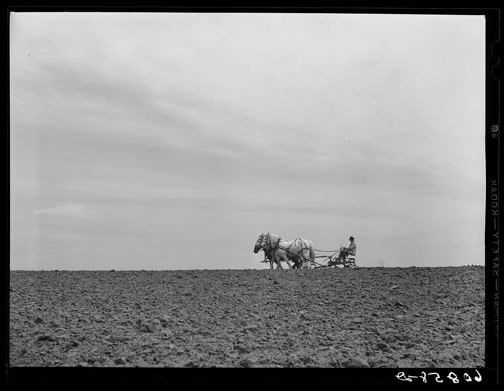 Eighty-year-old corn farmer plowing with horses. Harrison County, Iowa. Sourced from the Library of Congress.