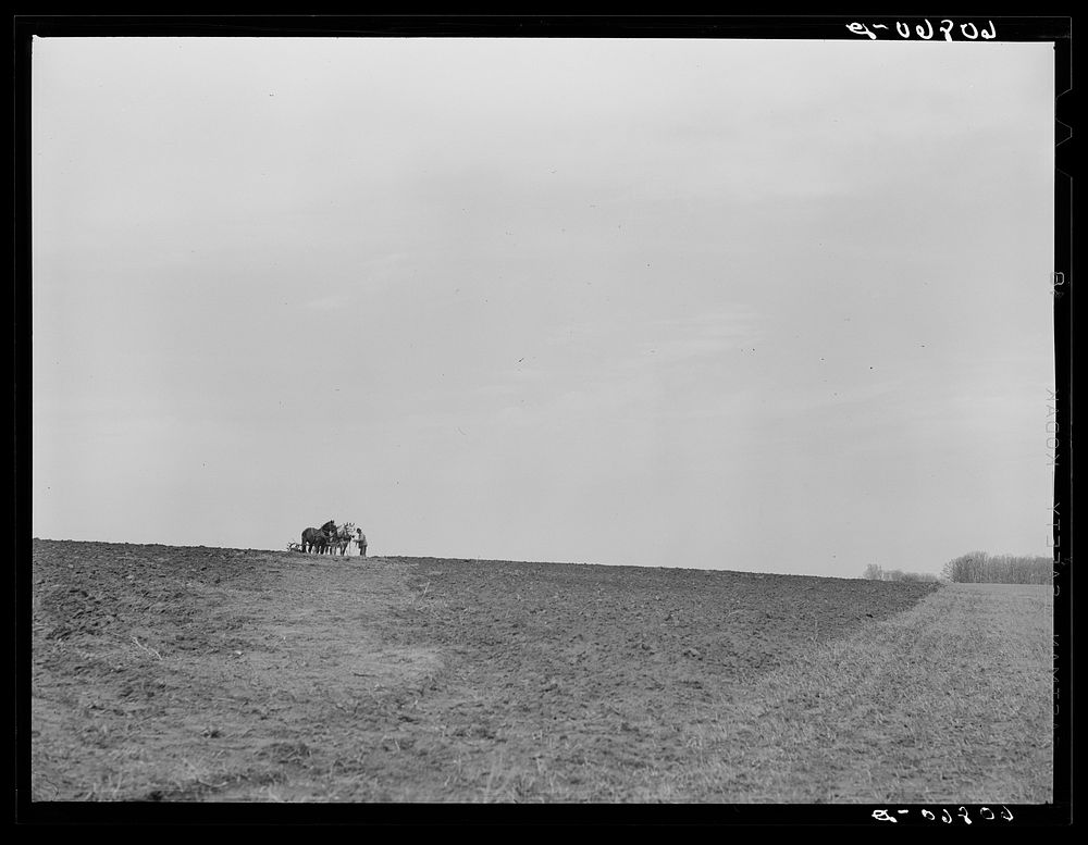 [Untitled photo, possibly related to: Eighty-year-old corn farmer plowing with horses. Harrison County, Iowa]. Sourced from…