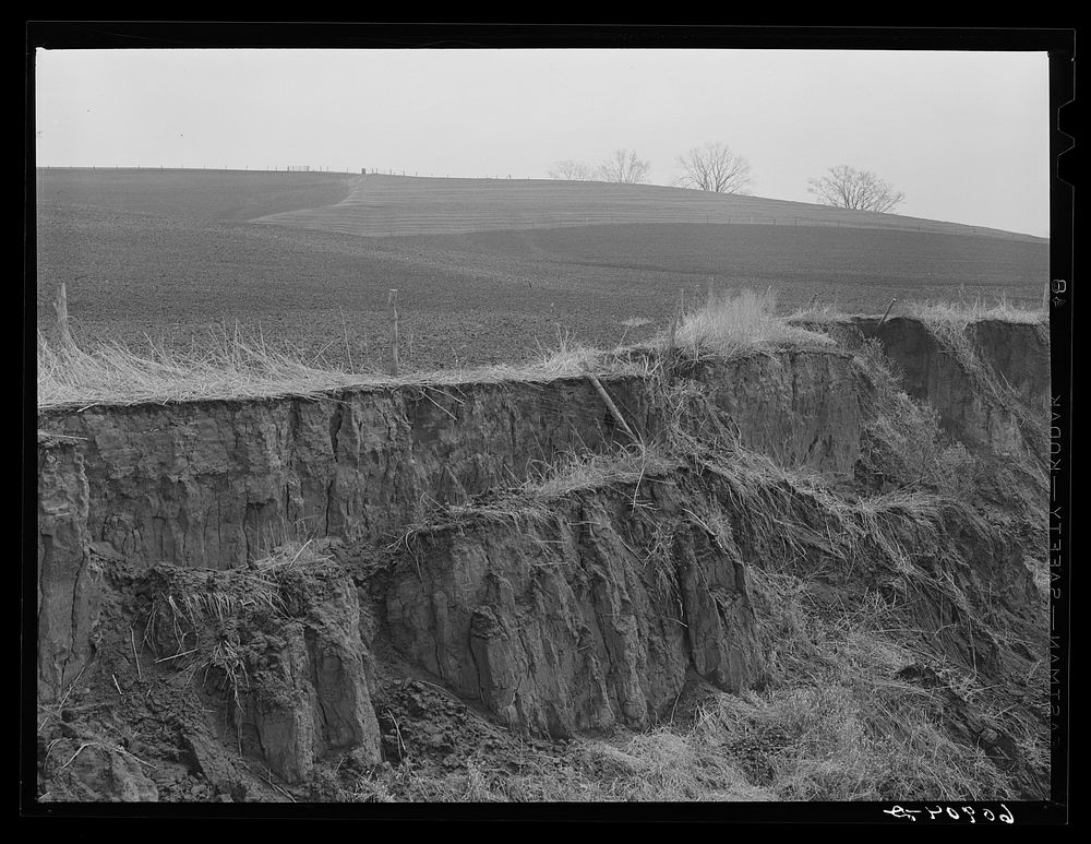 Eroded land adjacent to newly-planted cornfield. Harrison County, Iowa. Sourced from the Library of Congress.