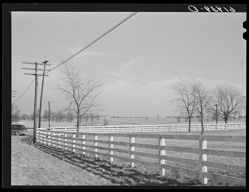 Horse farms in Bluegrass country. Fayette County, Kentucky. Sourced from the Library of Congress.