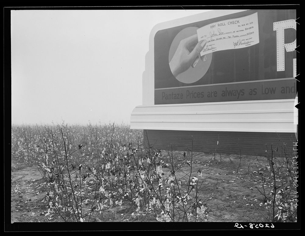 [Untitled photo, possibly related to: Unpicked cotton lying in the field in front of billboard offering to cash powder plant…