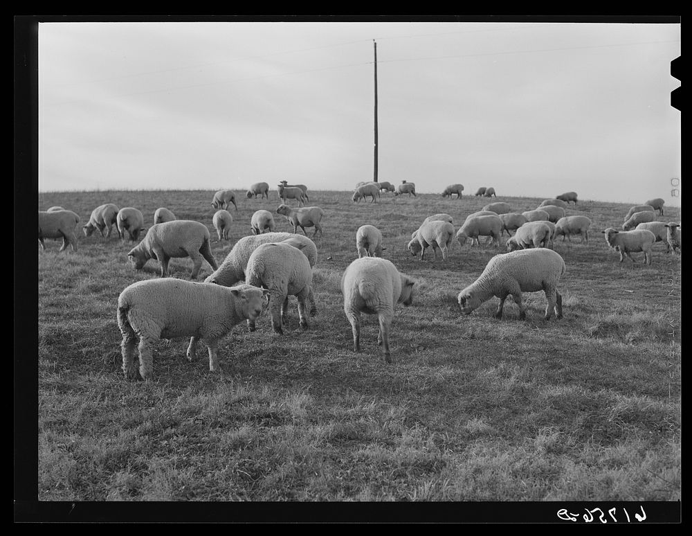 Sheep. Fayette County, Kentucky. Sourced from the Library of Congress.
