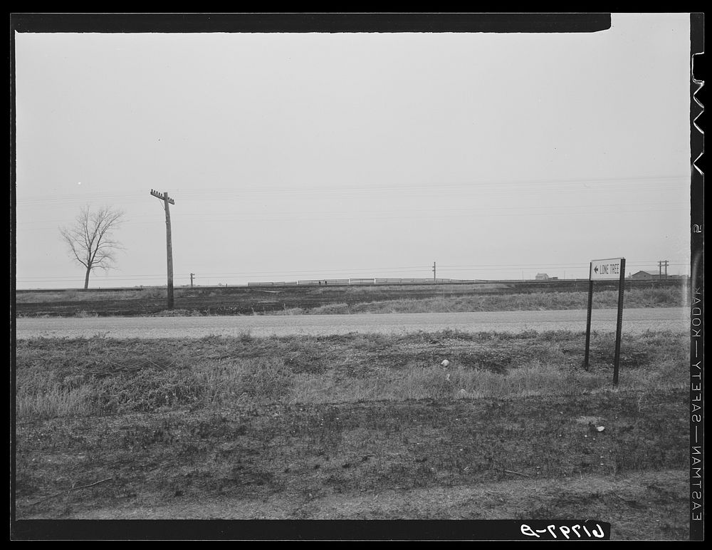 Town of Lonetree, North Dakota, is named for tree on left. Sourced from the Library of Congress.