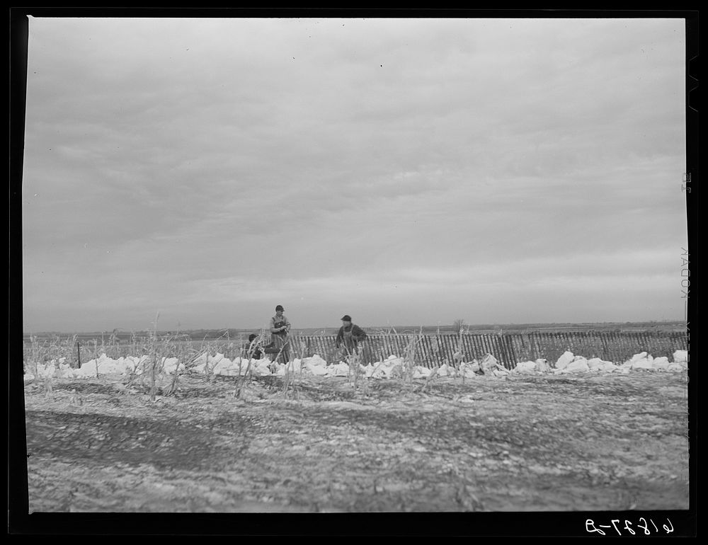 [Untitled photo, possibly related to: Erecting snow fence. York County, Nebraska]. Sourced from the Library of Congress.