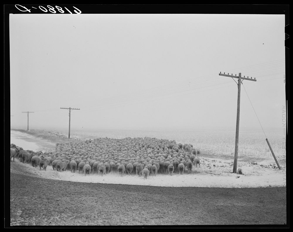 Sheep being herded in as blizzard approaches. Hyde County, South Dakota. Sourced from the Library of Congress.